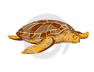 Loggerhead Sea Turtle or Caretta Caretta Front View WPA Art