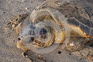 Loggerhead sea turtle Caretta caretta heads out to sea