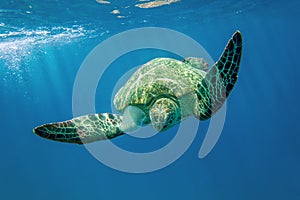 Loggerhead sea turtle Caretta caretta - Red Sea