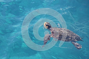 Loggerhead sea turtle (Caretta Caretta) swimming