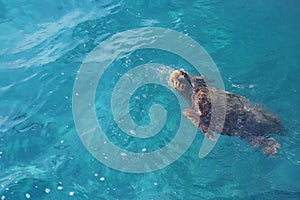 Loggerhead sea turtle (Caretta Caretta) swimming