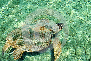 Loggerhead Sea Turtle-Caretta caretta, swimming in the bay of Kasteloriz0