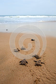 Loggerhead sea turtle emergence