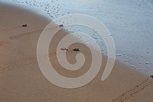 Loggerhead sea turtle emergence: the turtles emerge in a group and proceed to crawl down the beach