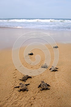 Loggerhead sea turtle emergence photo