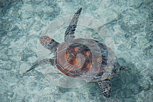 Loggerhead sea turtle. French Polynesia