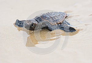 Loggerhead sea turtle hatchling