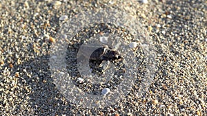 Loggerhead sea turtle hatchling crawling to ocean