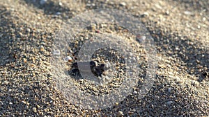 Loggerhead sea turtle hatchling crawling to ocean