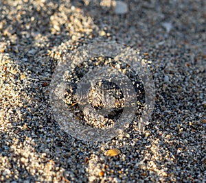 Loggerhead sea turtle hatchling crawling to ocean