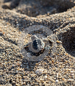 Loggerhead sea turtle hatchling crawling to ocean