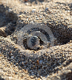 Loggerhead sea turtle hatchling crawling to ocean