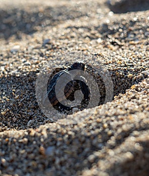 Loggerhead sea turtle hatchling crawling to ocean