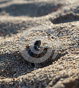 Loggerhead sea turtle hatchling crawling to ocean