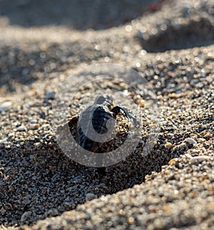 Loggerhead sea turtle hatchling crawling to ocean