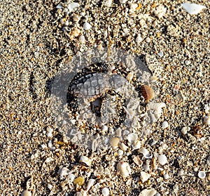 Loggerhead sea turtle hatchling crawling to ocean