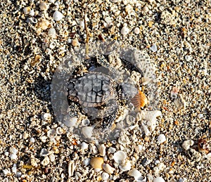 Loggerhead sea turtle hatchling crawling to ocean