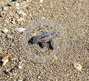 Loggerhead sea turtle hatchling crawling to ocean