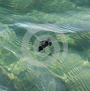 Loggerhead sea turtle hatchling crawling to ocean