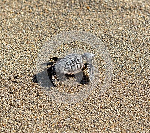 Loggerhead sea turtle hatchling crawling to ocean