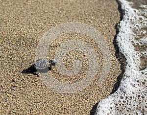 Loggerhead sea turtle hatchling crawling to ocean