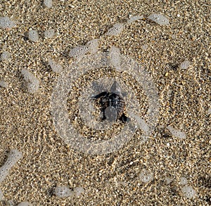 Loggerhead sea turtle hatchling crawling to ocean