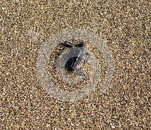 Loggerhead sea turtle hatchling crawling to ocean