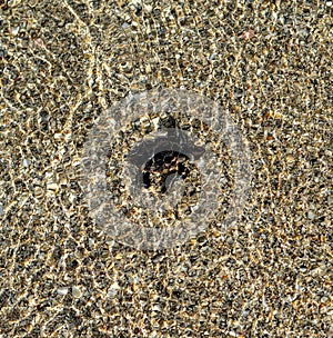 Loggerhead sea turtle hatchling crawling to ocean