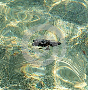 Loggerhead sea turtle hatchling crawling to ocean