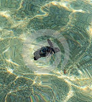 Loggerhead sea turtle hatchling crawling to ocean