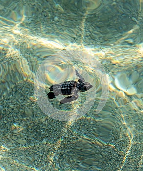 Loggerhead sea turtle hatchling crawling to ocean