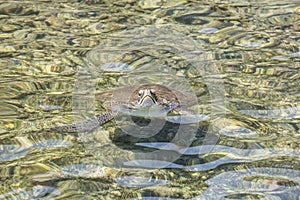 Loggerhead Sea Turtle in Mediterranean sea near Kalekoy, Kas, An