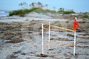 Loggerhead Sea Turtle nesting site on Hilton Head Island Beach