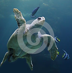 Loggerhead sea turtle with reef fishes 02