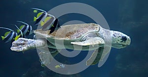 Loggerhead sea turtle with reef fishes