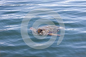 Loggerhead sea turtle in the sea