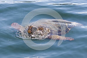 Loggerhead sea turtle in the sea