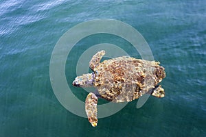 Loggerhead sea turtle in the sea