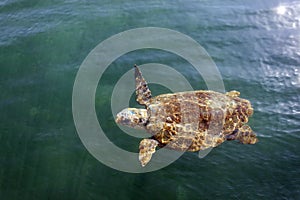 Loggerhead sea turtle in the sea