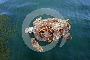 Loggerhead sea turtle in the sea