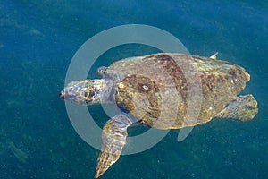 Loggerhead sea turtle in the sea