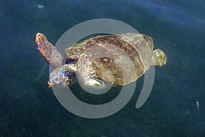 Loggerhead sea turtle in the sea