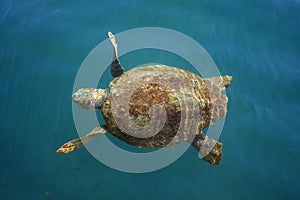 Loggerhead sea turtle in the sea