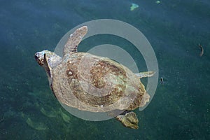 Loggerhead sea turtle in the sea