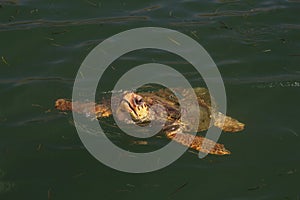 Loggerhead sea turtle surfacing to breath.