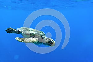 Loggerhead sea turtle swimming in a deep blue open ocean