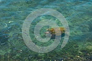 Loggerhead sea turtle swimming with fishes, Caretta caretta in Kalkan Antalya