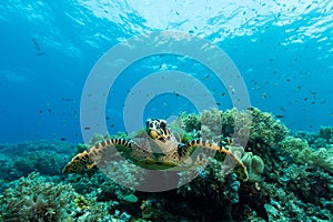 loggerhead sea turtle swimming over a coral reef with sun rays