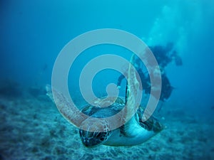 Loggerhead sea turtle in Tenerife