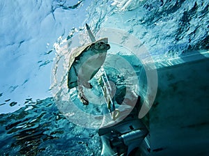 The loggerhead sea turtle is threatened by the impact sailing ship in the sea